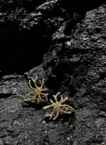 Wodorosty - obrazek 5