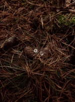 Prawdziwki - obrazek 2